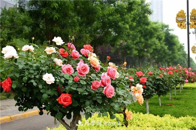 月季之都，陜西韓城市打造月季花海文化名城(相冊)(圖9)