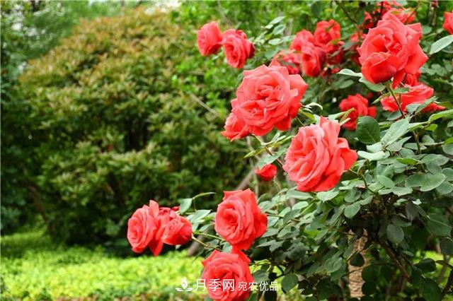 月季之都，陜西韓城市打造月季花海文化名城(相冊)(圖7)