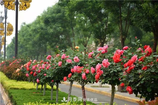 月季之都，陜西韓城市打造月季花海文化名城(相冊)(圖10)