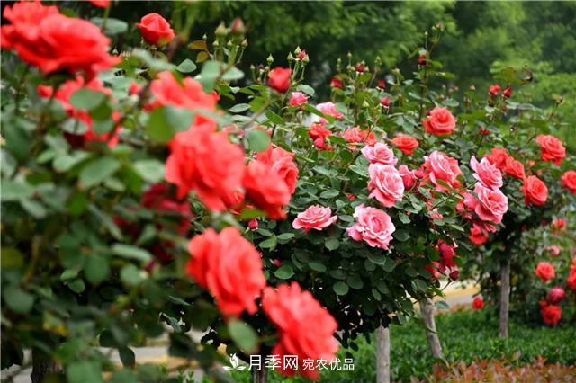 月季之都，陜西韓城市打造月季花海文化名城(相冊)(圖15)