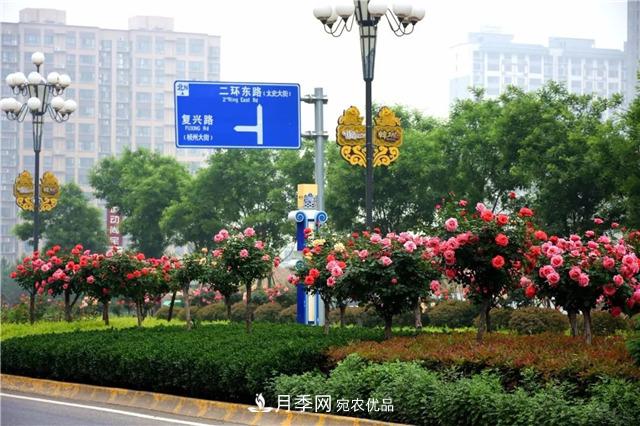 月季之都，陜西韓城市打造月季花海文化名城(相冊)(圖13)