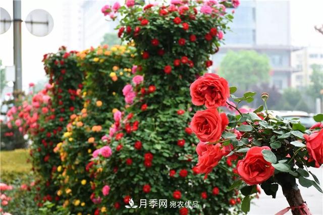月季之都，陜西韓城市打造月季花海文化名城(相冊)(圖14)