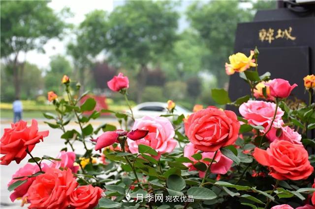 月季之都，陜西韓城市打造月季花海文化名城(相冊)(圖1)