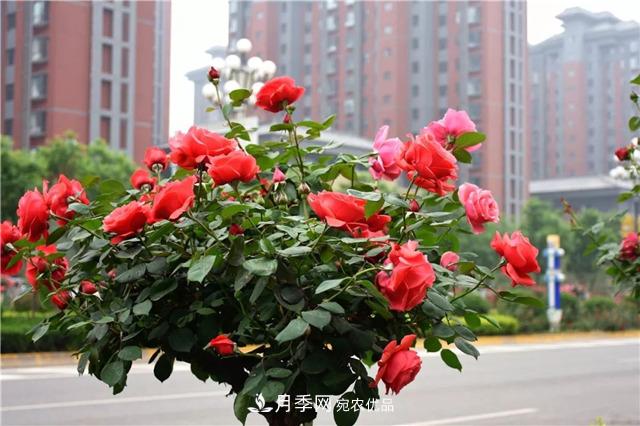 月季之都，陜西韓城市打造月季花海文化名城(相冊)(圖12)