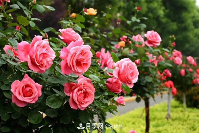 月季之都，陜西韓城市打造月季花海文化名城(相冊)(圖11)