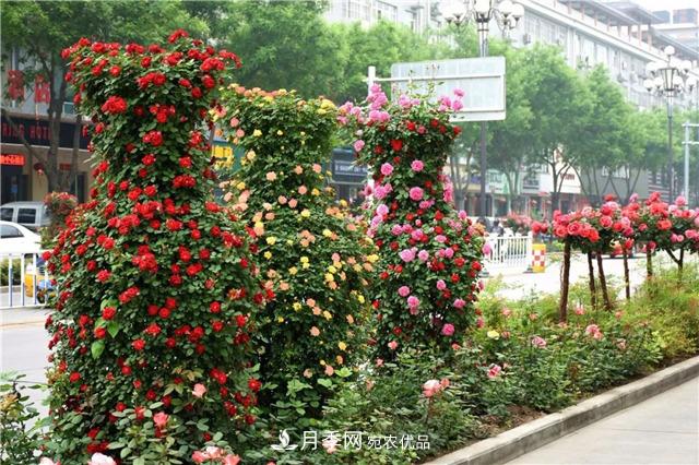 月季之都，陜西韓城市打造月季花海文化名城(相冊)(圖16)
