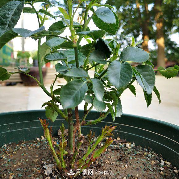 果汁陽(yáng)臺(tái)月季好養(yǎng)嗎，一年開幾次花？(圖2)