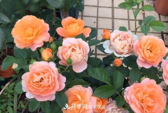 果汁陽(yáng)臺(tái)月季好養(yǎng)嗎，一年開幾次花？(圖1)