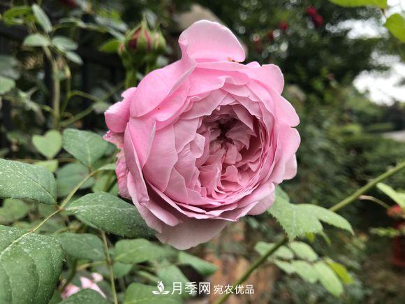 新買(mǎi)回來(lái)的月季小苗怎么處理？不要修剪(圖1)