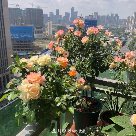 月季冬天放南陽臺好，還是北陽臺好(圖2)