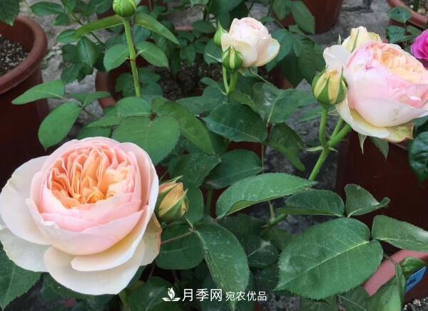 月季小苗要剪掉花苞嗎，如何多分枝(圖1)