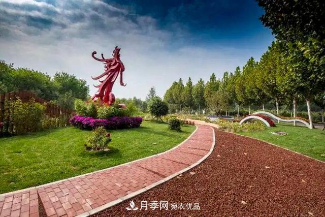 北京大興魏善莊月季小鎮(zhèn)千余種月季進(jìn)入盛花期，這個(gè)十一等您來(lái)(圖2)