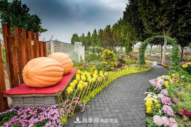 北京大興魏善莊月季小鎮(zhèn)千余種月季進(jìn)入盛花期，這個(gè)十一等您來(lái)(圖3)