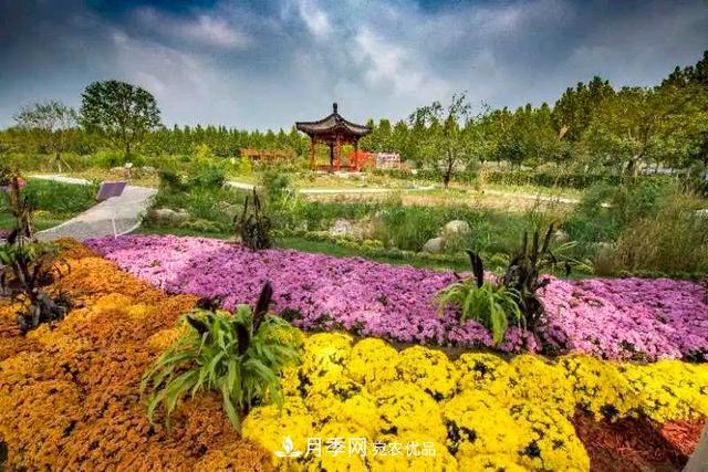 北京大興魏善莊月季小鎮(zhèn)千余種月季進(jìn)入盛花期，這個(gè)十一等您來(lái)(圖4)