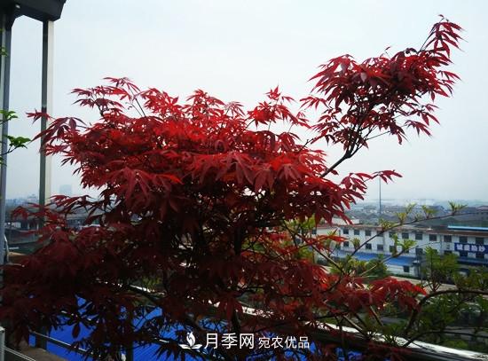 頂樓栽培花草，如何選擇品種？(圖1)