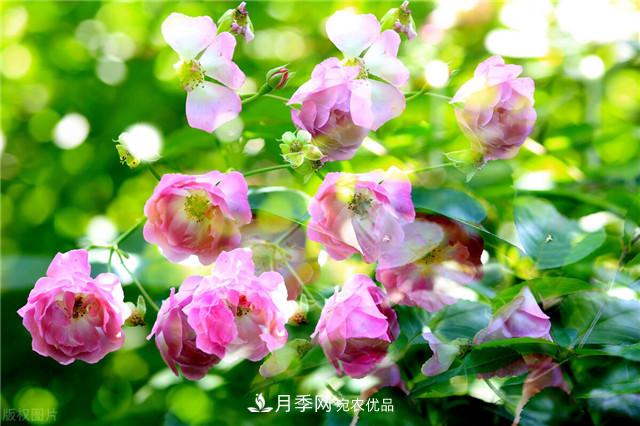 秋天種月季要注意四個問題，否則難養(yǎng)好(圖1)