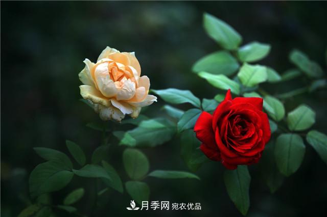 秋天種月季要注意四個問題，否則難養(yǎng)好(圖2)