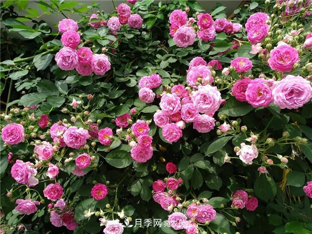 秋天種月季要注意四個問題，否則難養(yǎng)好(圖3)