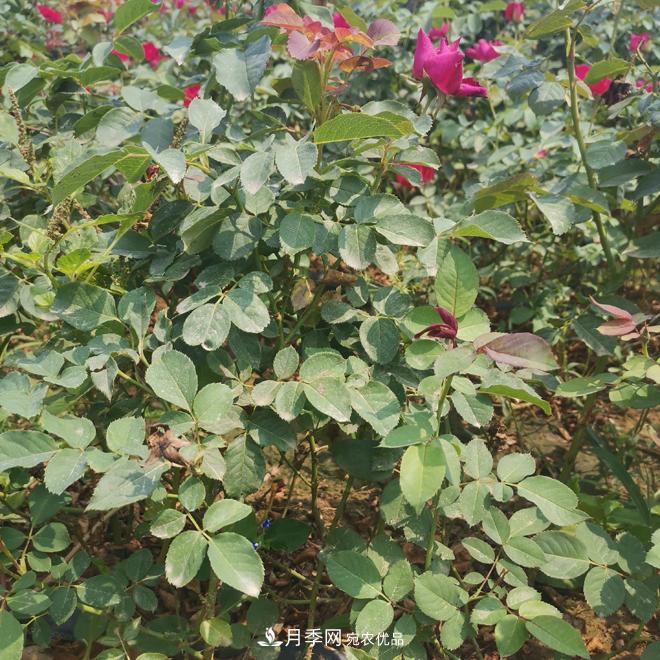 月季苗，月季花，品種齊全暢銷全國市花城市(圖1)