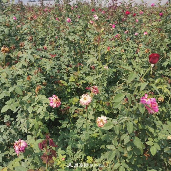 月季苗，月季花，品種齊全暢銷全國市花城市(圖3)