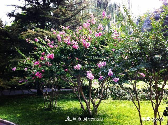 苗木市場已經(jīng)變了，法桐、國槐、欒樹、樸樹行情還行不行？(圖2)