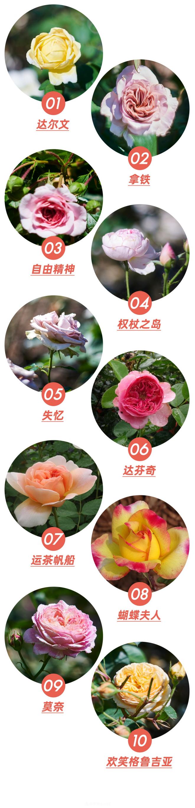 陳丹燕：不能旅行的日子，她開始與月季對話(圖5)