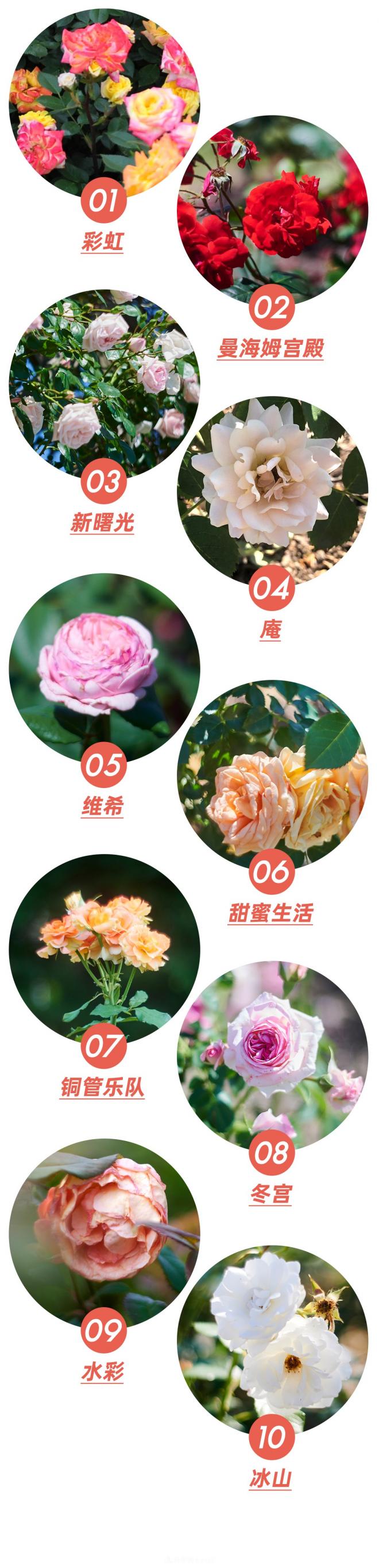 陳丹燕：不能旅行的日子，她開始與月季對話(圖9)