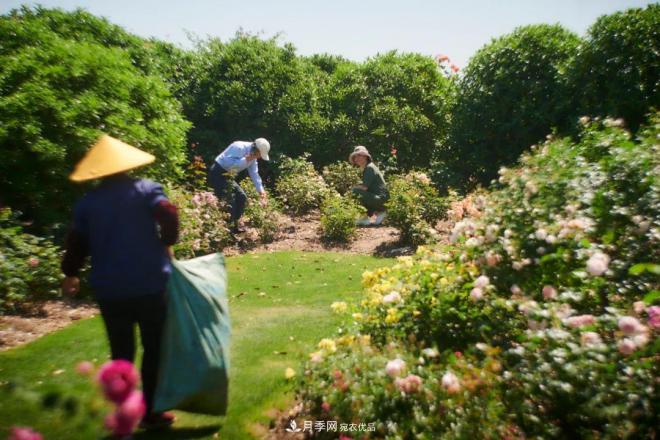 陳丹燕：不能旅行的日子，她開始與月季對話(圖12)