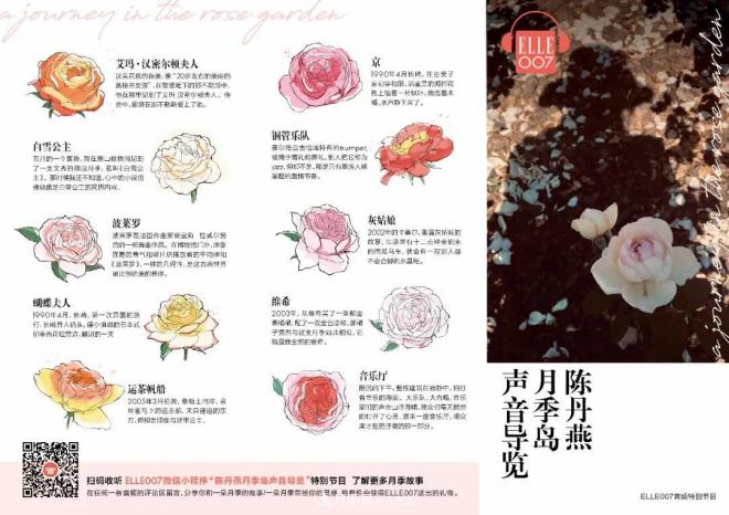 陳丹燕：不能旅行的日子，她開始與月季對話(圖14)