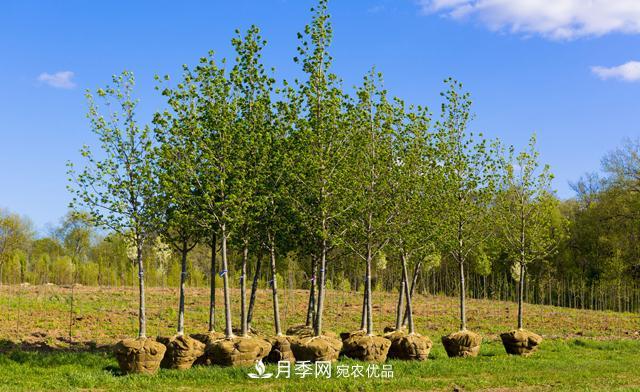 經(jīng)濟(jì)價值較高，適合在農(nóng)田種植的苗木有哪些？(圖1)