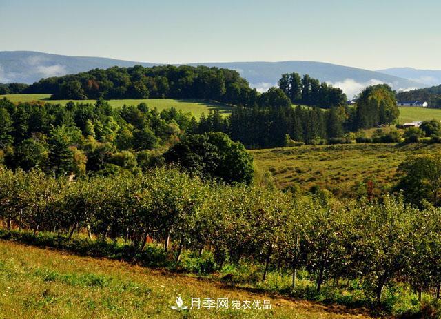 經(jīng)濟(jì)價值較高，適合在農(nóng)田種植的苗木有哪些？(圖2)