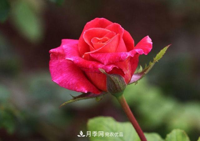 秋天的月季做好這幾點養(yǎng)護，花照樣盛開繼續(xù)美艷(圖1)