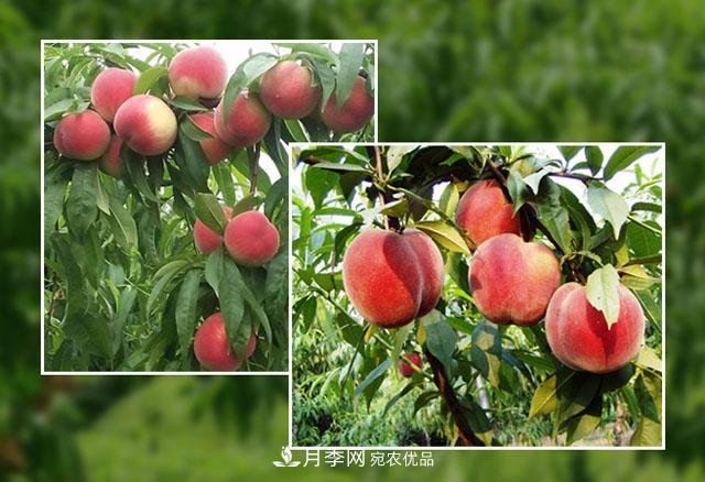 南陽陸營桃樹苗基地栽植易成活，好管理，季節(jié)選擇***重要！(圖1)