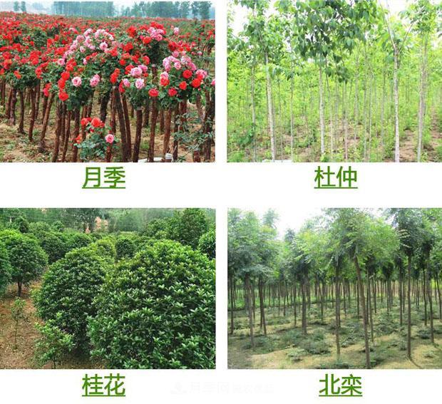栽種小苗木，掌握4個(gè)技術(shù)要領(lǐng)，來(lái)年小樹(shù)定會(huì)順利開(kāi)花結(jié)果(圖1)