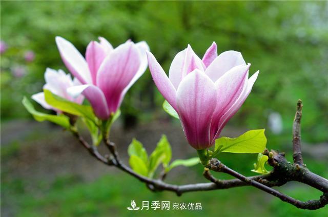 南陽玉蘭基地養(yǎng)殖辦法，植株枝繁葉茂開花多(圖1)