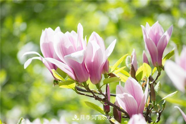 南陽玉蘭基地養(yǎng)殖辦法，植株枝繁葉茂開花多(圖2)