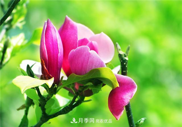 南陽玉蘭基地養(yǎng)殖辦法，植株枝繁葉茂開花多(圖3)