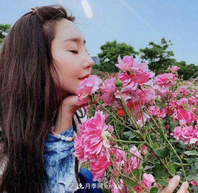 中國抖起來國慶網(wǎng)紅打卡地！蘇州月季花海等你來……(圖1)