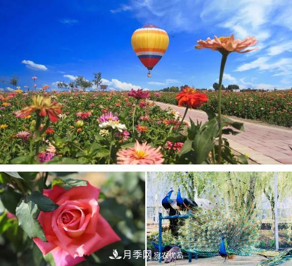 中國抖起來國慶網(wǎng)紅打卡地！蘇州月季花海等你來……(圖2)