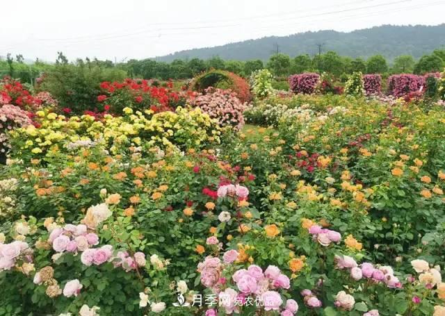 中國抖起來國慶網(wǎng)紅打卡地！蘇州月季花海等你來……(圖4)