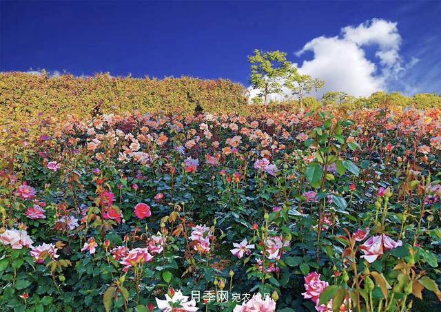 中國抖起來國慶網(wǎng)紅打卡地！蘇州月季花海等你來……(圖5)