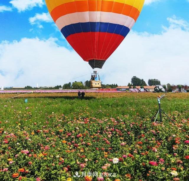 中國抖起來國慶網(wǎng)紅打卡地！蘇州月季花海等你來……(圖3)