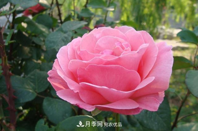 國慶長期不會養(yǎng)護(hù)月季？看這里(圖1)
