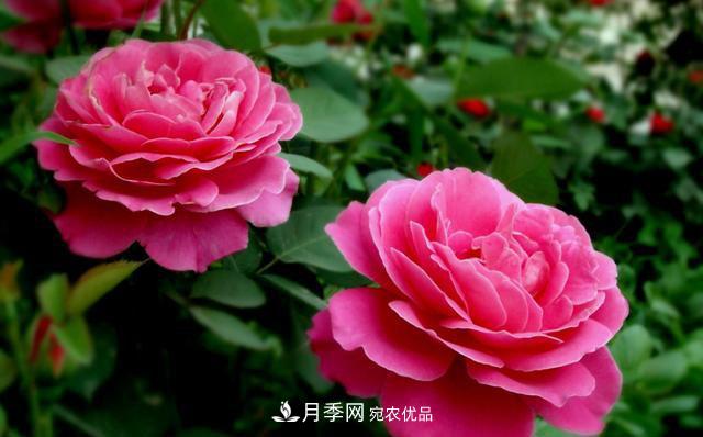 國慶長期不會養(yǎng)護(hù)月季？看這里(圖2)