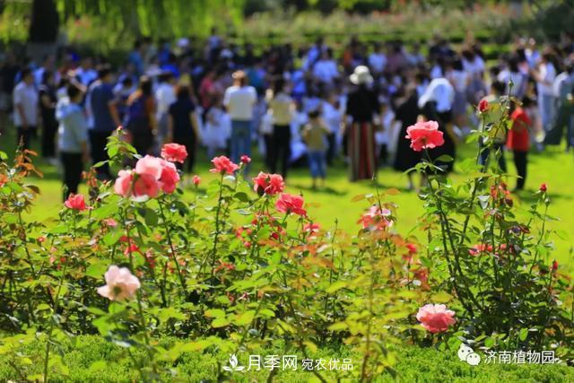 金秋花兒姹紫紅，山東濟(jì)南植物園萬株月季與您“約會”佳節(jié)(圖2)