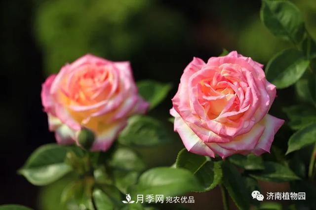 金秋花兒姹紫紅，山東濟(jì)南植物園萬株月季與您“約會”佳節(jié)(圖3)