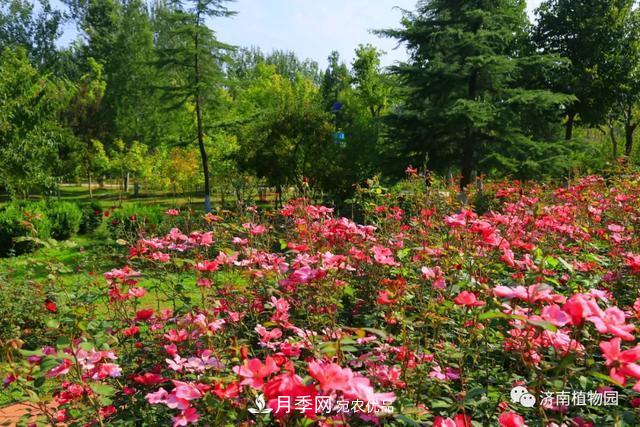 金秋花兒姹紫紅，山東濟(jì)南植物園萬株月季與您“約會”佳節(jié)(圖5)