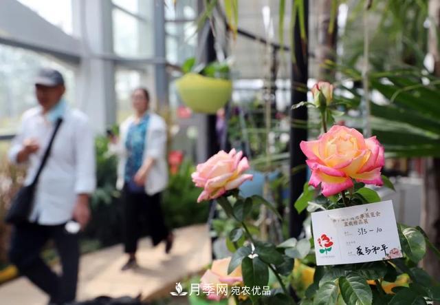 月季產(chǎn)業(yè)國家創(chuàng)新聯(lián)盟成立大會在安徽阜陽召開(圖4)