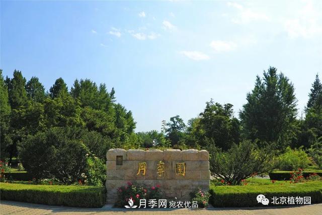 北京植物園月季花海進(jìn)入盛花期，國(guó)慶觀賞正當(dāng)時(shí)(圖1)