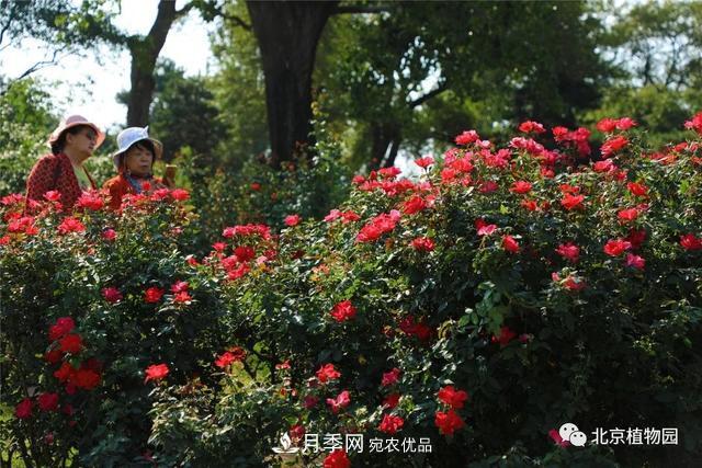 北京植物園月季花海進(jìn)入盛花期，國(guó)慶觀賞正當(dāng)時(shí)(圖2)